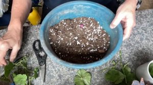 Ампельная Герань. Обрезка. Укоренение. Размножение.