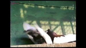 В гостях у Анатолия Королева. Архив русского голубеводства.