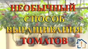 Необычный способ выращивания томатов