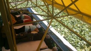 Комбайн для уборки огурцов.