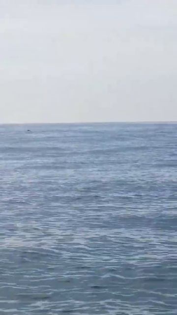Humpback whale off Moriches Inlet смотреть онлайн