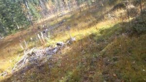 Проверка петель на рябчика