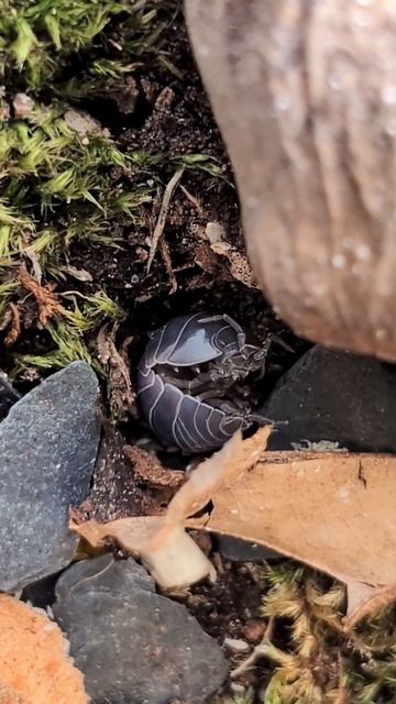 You liked my previous isopod post, so here's one of my isokitten grooming himself