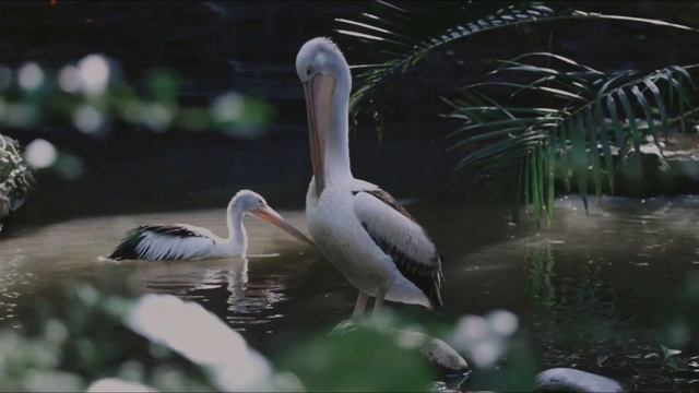 Animal sounds - Bird sounds. Part 2.1 смотреть онлайн