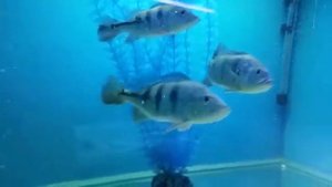 Цихла оцеллярис, монокулус и келбери