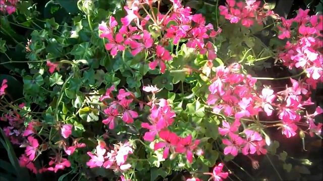 Мои цветы в кашпо смотреть онлайн