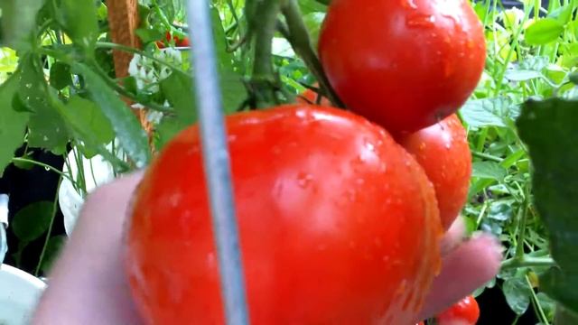 PlantProfile : Better Boy Tomato смотреть онлайн