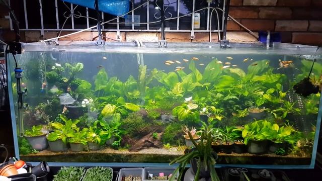 5ft Planted - Updated April 2020 смотреть онлайн