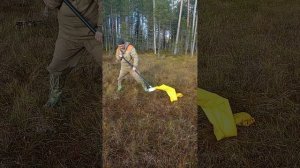 сбор ягод, клюквы, комбайном с длинной ручкой.