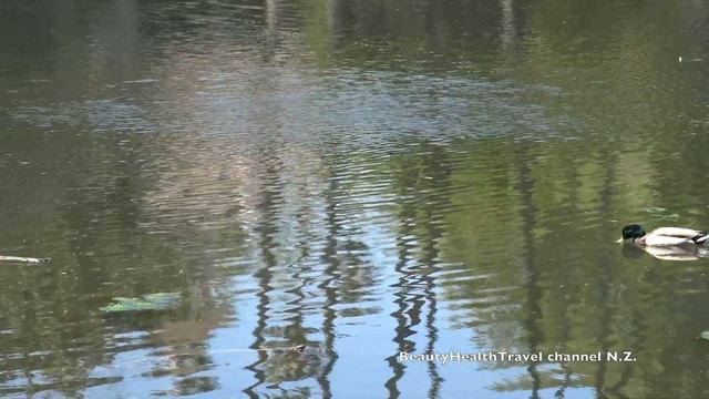 .Ducks and Geese: Canada Geese смотреть онлайн