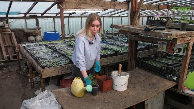Секреты крепкой рассады: советы опытных садоводов