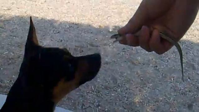 Ириска и ящерица - любовь с первого взгляда смотреть онлайн