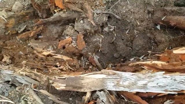 Rotten log смотреть онлайн