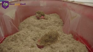 Обзор смесителя-кормораздатчика Trioliet Solomix 2 1800 ZK New Edition Агрокомплекс  "Маяк".