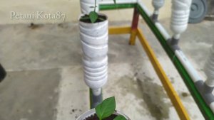 Growing chilies with the ebb & flow hydroponic system using plastic bottles (Part 2)