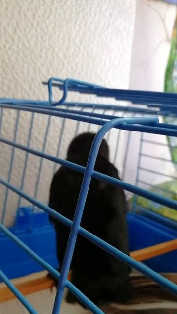 Галчонок машет крыльями