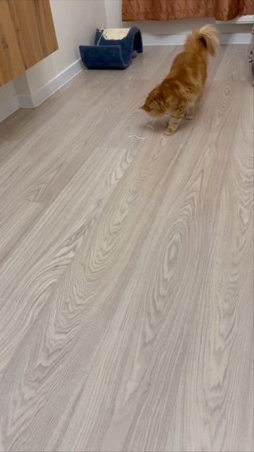 Самозанятый котик