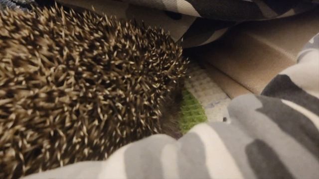 Еж 58 набегался устал моргает и дышит спокойно кто тронет бу Hedgehog ran around tired blinks смотреть онлайн