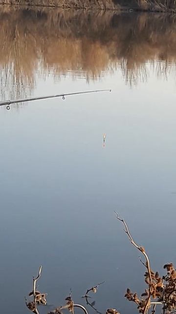 Рыбалка на Поплавок | Рыбалка Fishing PRO Темур | Тик Ток #Shorts