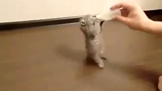 мелкий котэ котик кот кошки кошками киця смотреть онлайн