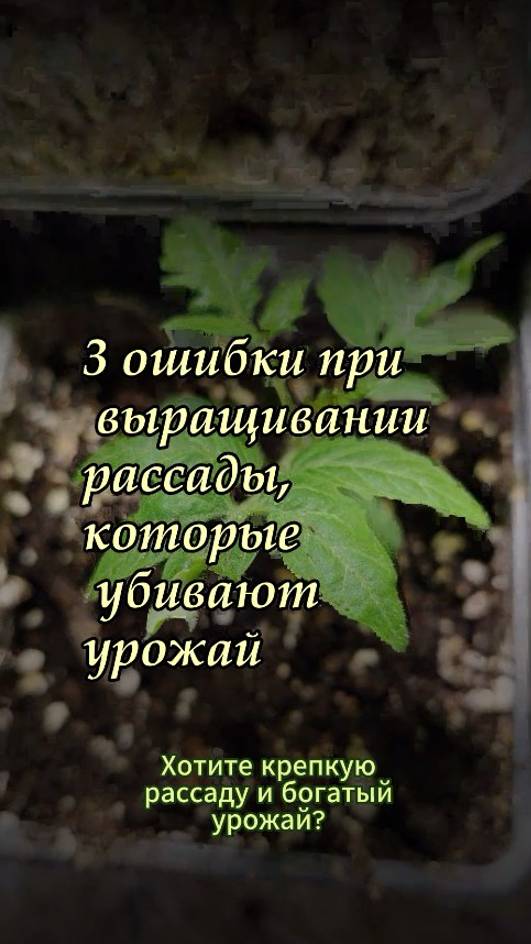 3 ошибки при выращивании рассады, которые убивают урожай #рассада  #shorts