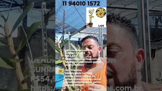 Linda orquídea dendrobium amarela gatton sunray!! смотреть онлайн