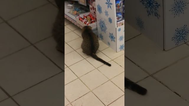 Кошки мышки в карусели. смотреть онлайн