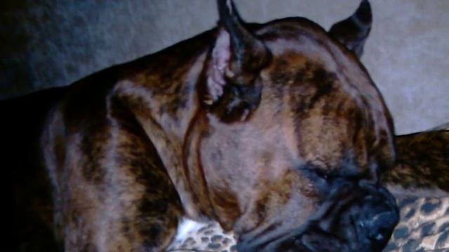 Боксер спит на моей подушке смотреть онлайн