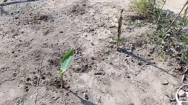 Canna Lilly Flowers: Take Your Garden To The Next Level. смотреть онлайн