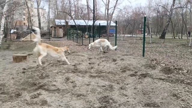 Игры борзых. Русские псовые борзые Слава и Черемша резвятся на площадке для выгула.