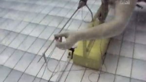 "ТЕСТ подводных ружей" Часть 2 "БУРЖУЙКА Юрия Пастушенко"