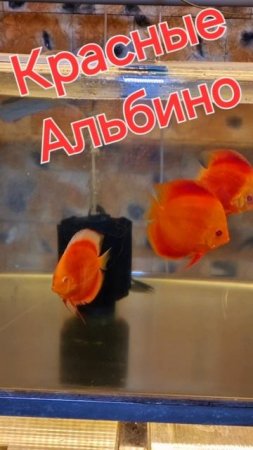 Альбино без торга.