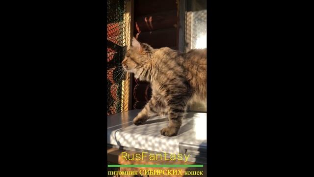 Сибирские коты Добрыня 9 месяцев, Дени 10 месяцев смотреть онлайн