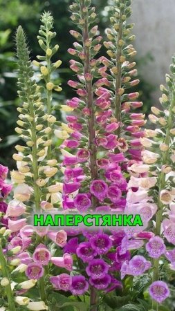 Никогда не сажайте эти цветы рядом с домом