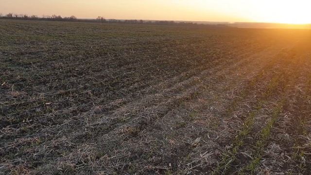 пшениця Бути чи не бути врожаю смотреть онлайн