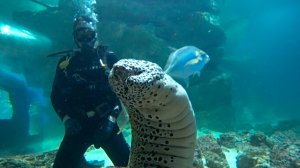 Плавание с акулами на ВДНХ