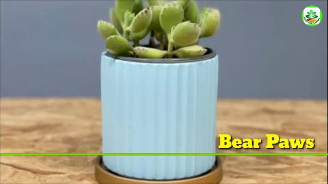 25 Indoor Succulent Plants | Succulents need Zero Sunlight to Bright | Plant and Planting