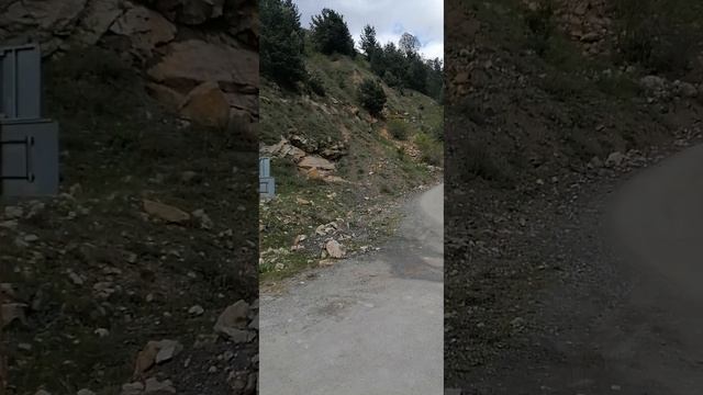 Сбор сосновой пыльцы 2024 смотреть онлайн