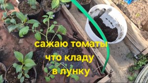 Дачные истории 14.04.2025г. Сажаю томаты в теплицу. Что кладу в лунку.