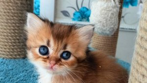 Котята золотые шиншиллы