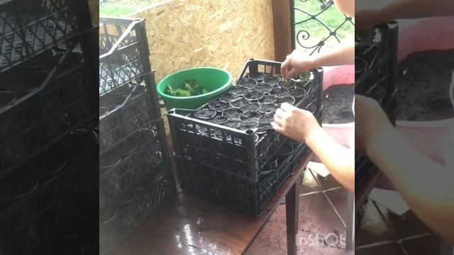 Укоренение усов клубники .