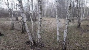 Саймон поиск вальдшнепа и работа