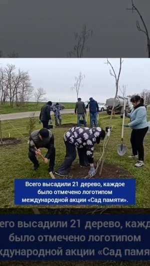 Высадка молодых деревьев состоялась около мемориала героям 661-й береговой артиллерийской батареи