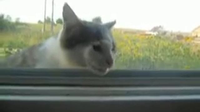 Мой хитрый кот. смотреть онлайн