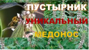 Пчелиный рай: секреты сбора нектара и выращивания пустырника