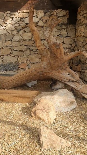 Сельский дворик в парке ,,Сады Мечты ".#красноярск #сибирь #shorts смотреть онлайн