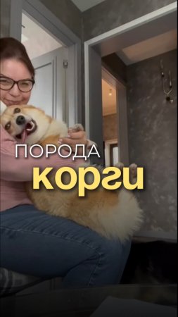 Порода ВЕЛЬШ-КОРГИ.
Если хотите узнать Могут ли быть корги агрессивны досмотрите до конца❗️