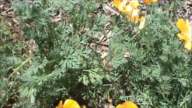 medicinal california poppy golden poppy смотреть онлайн