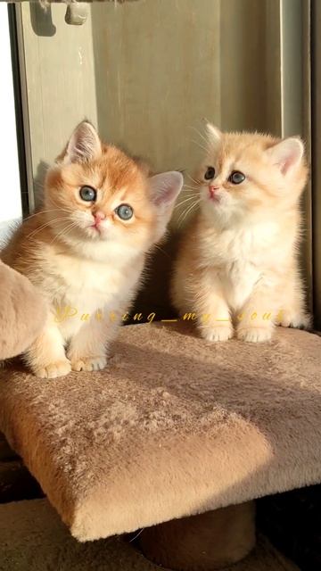 Золотые шиншиллы (котята) играют на солнышке... ☀☀☀☀☀☀☀☀☀☀в продаже!