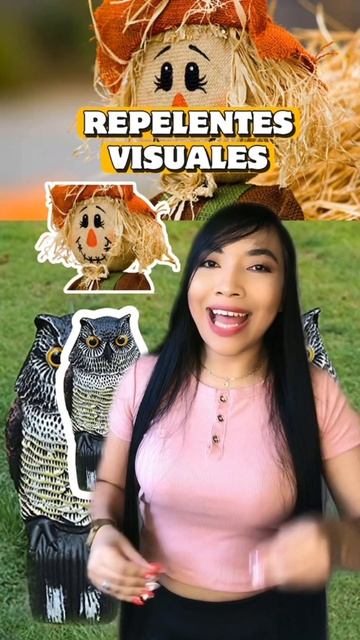 Como ahuyentar a las palomas de tu casa смотреть онлайн